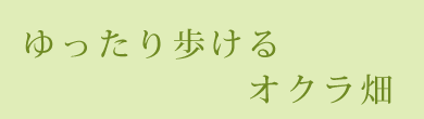 ゆったり歩けるオクラ畑