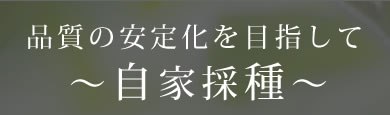 品質の安定化を目指して〜自家採種〜