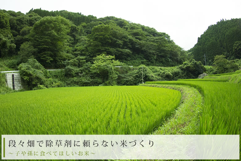 段々畑で除草剤に頼らない米づくり