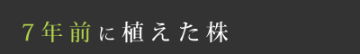 7年前に植えた株