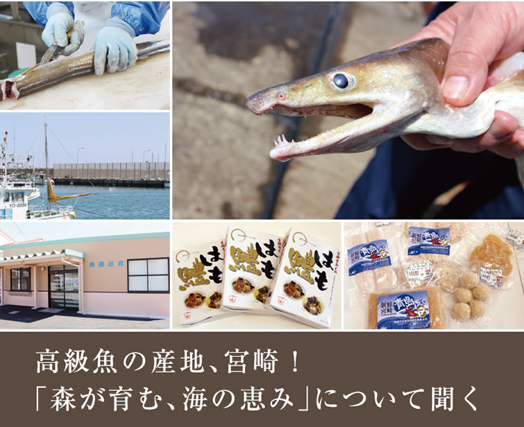 高級魚の産地、宮崎！「森が育む、海の恵み」について聞く