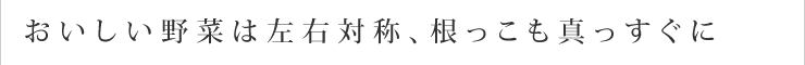 おいしい野菜は左右対称、根っこも真っすぐに