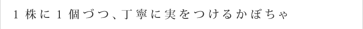 １株に１個づつ、丁寧に実をつけるかぼちゃ