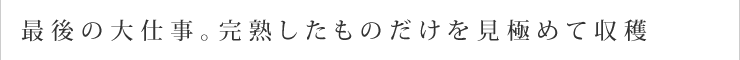 最後の大仕事。完熟したものだけを見極めて収穫