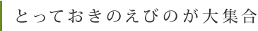 とっておきのえびのが大集合