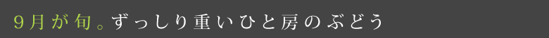 9月が旬。ずっしり重いひと房のぶどう