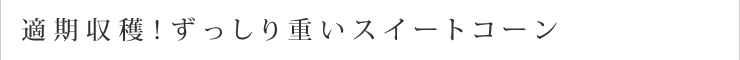 適期収穫！ずっしり重いスイートコーン