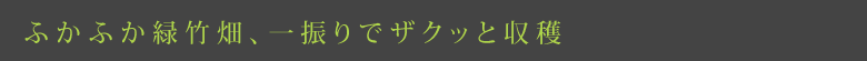 ふかふか緑竹畑、一振りでザクッと収穫