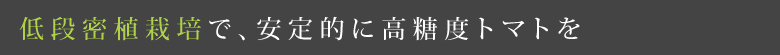 低段密植栽培で、安定的に高糖度トマトを