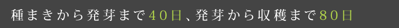 種まきから発芽まで40日、発芽から収穫まで80日