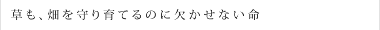 草も、畑を守り育てるのに欠かせない命