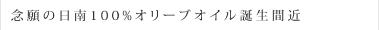 念願の日南100%オリーブオイル誕生間近