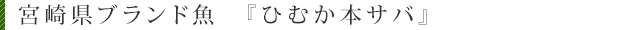 宮崎県ブランド魚　『ひむか本サバ』